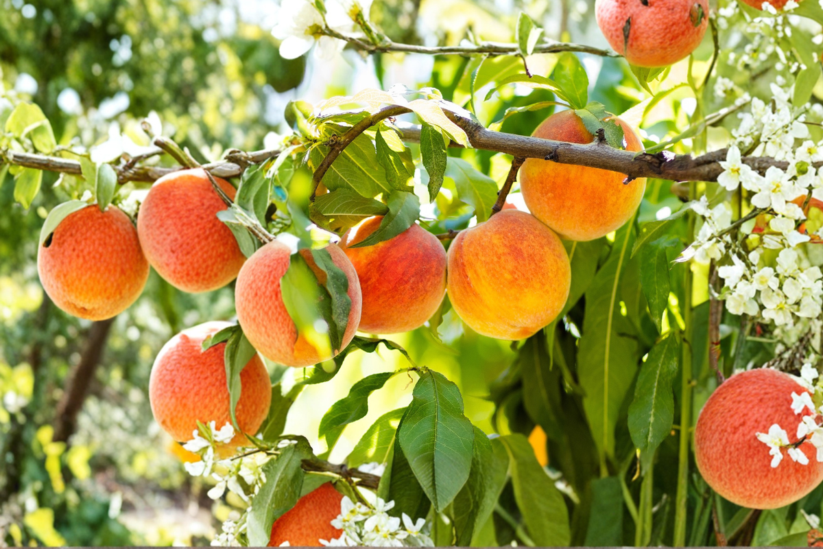 Sun Prince Peach Tree 4-6 Ft Live Plant – Sweet Peach Fruit Tree for Home Garden Backyard Orchard Outdoor No Ship CA