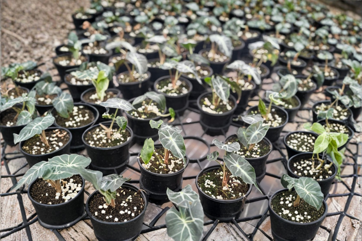 Alocasia Venom Live Plant Rare Elephant Ear Tropical Houseplant in 4 Inch Pot Indoor Plant Gift