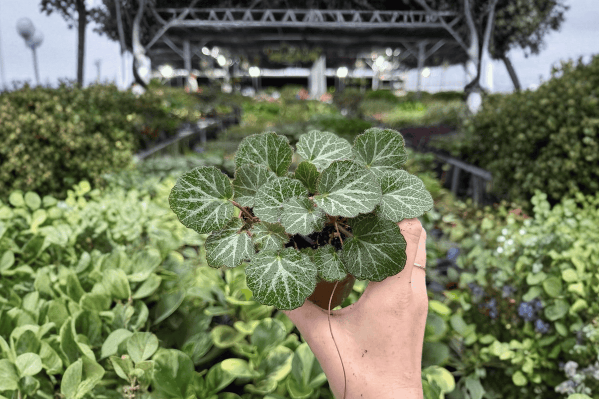 Strawberry Begonia – 2 Exact Live Plants, 4-Inch Size – Saxifraga stolonifera