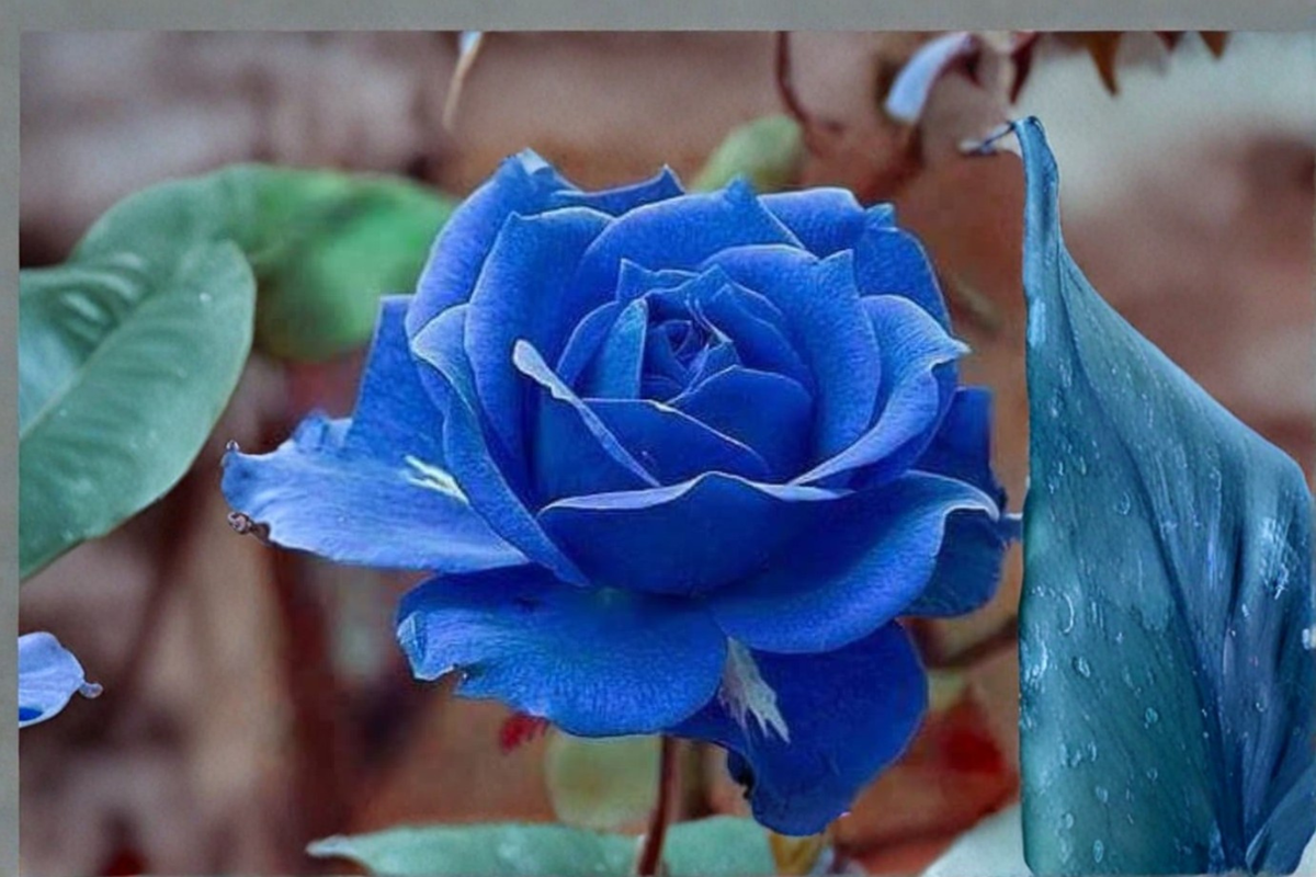 Midnight Blue Rose Seeds - Fragrant Purple Flower Bush for Indoor Outdoor Garden Planting, 20 Seeds