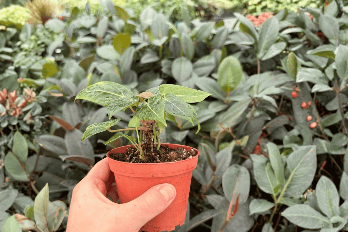 Anthurium Hoffmannii × Hulk 2 Exact Live Plants – Anthurium Hybrid 4” Size Bare Root