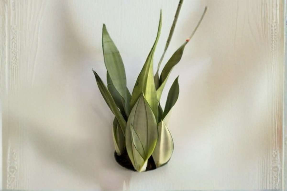 Sansevieria Moonshine Snake Plant, 4-Inch Pot, Indoor Houseplant, Easy Care, Modern Foliage, Dracaena trifasciata 'Moonshine'