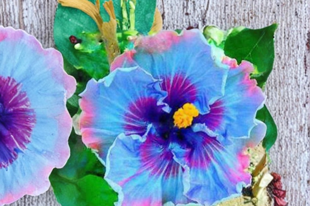 Giant Hibiscus Seeds Multi Color Flower Plant 6 Fresh USA Harvested Seeds Tropical Garden Fast Shipping