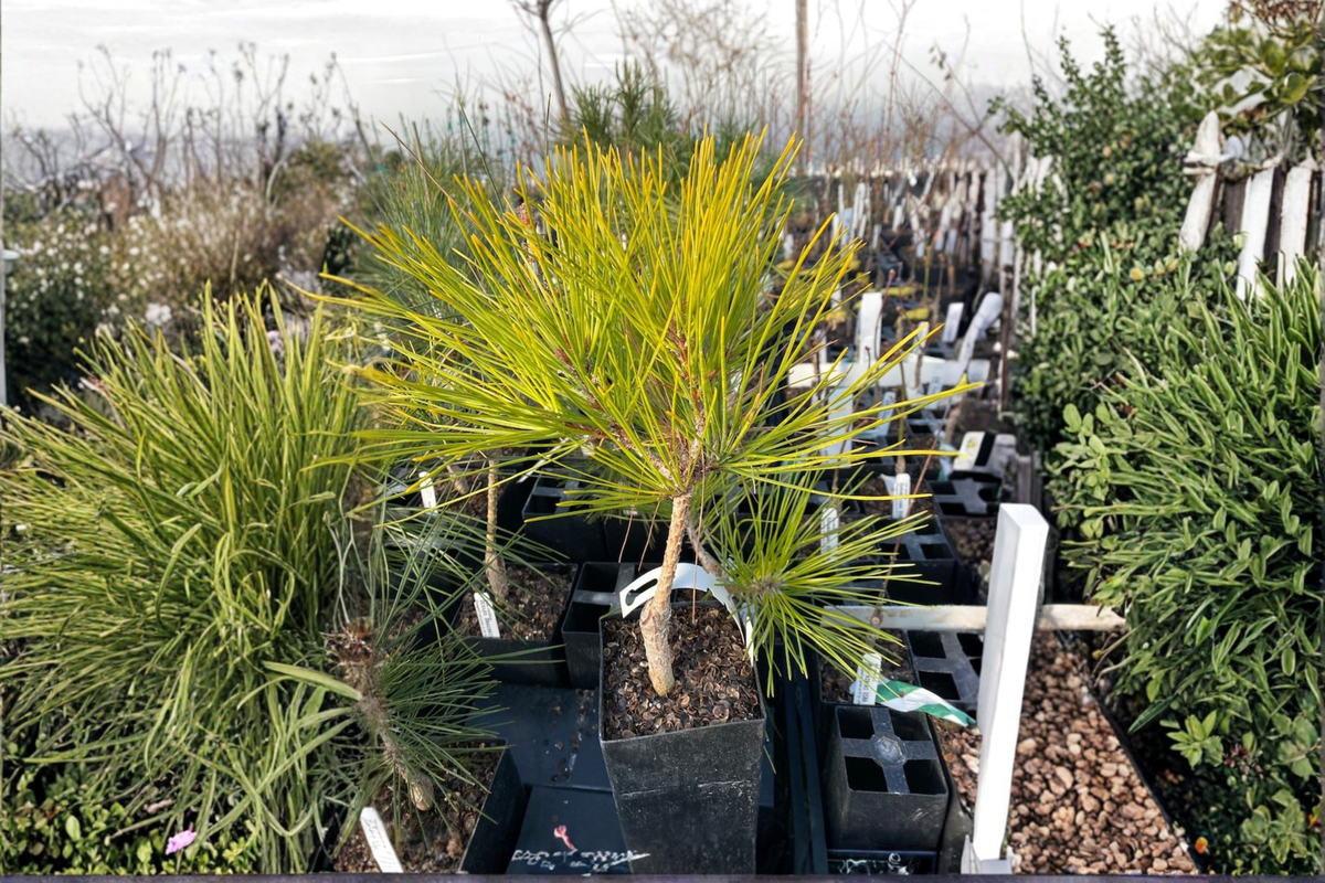 Aurea Japanese Red Pine Live Plant – 12 Inch Pinus densiflora ‘Aurea’ Evergreen Conifer for Garden, Bonsai & Landscape
