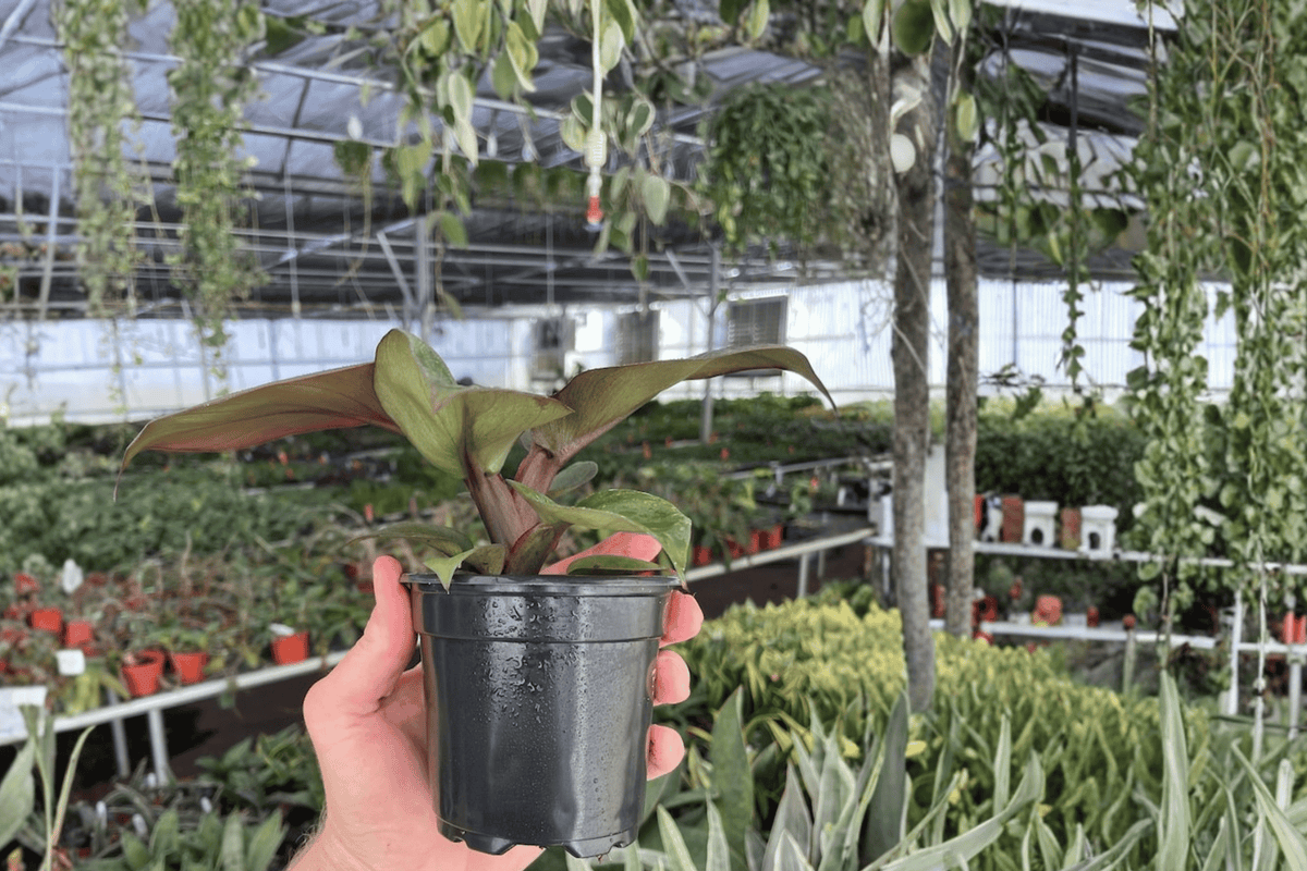 Philodendron Red Heart 2 Live Plants – 4-Inch Pots – Philodendron ‘Red Heart’