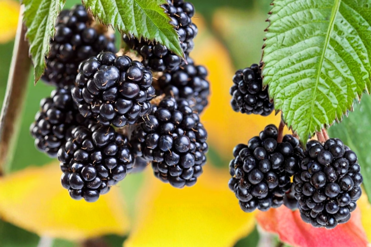 Blackberry Plant 1 Gal – Rosborough Rubus spp. Live Fruit Bush for Garden, Outdoor Blackberries, Sweet Blackberries
