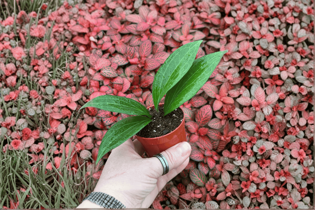 Hoya Pottsii 2 Live Starter Plants – 2-Inch Pot Format – Hoya pottsii