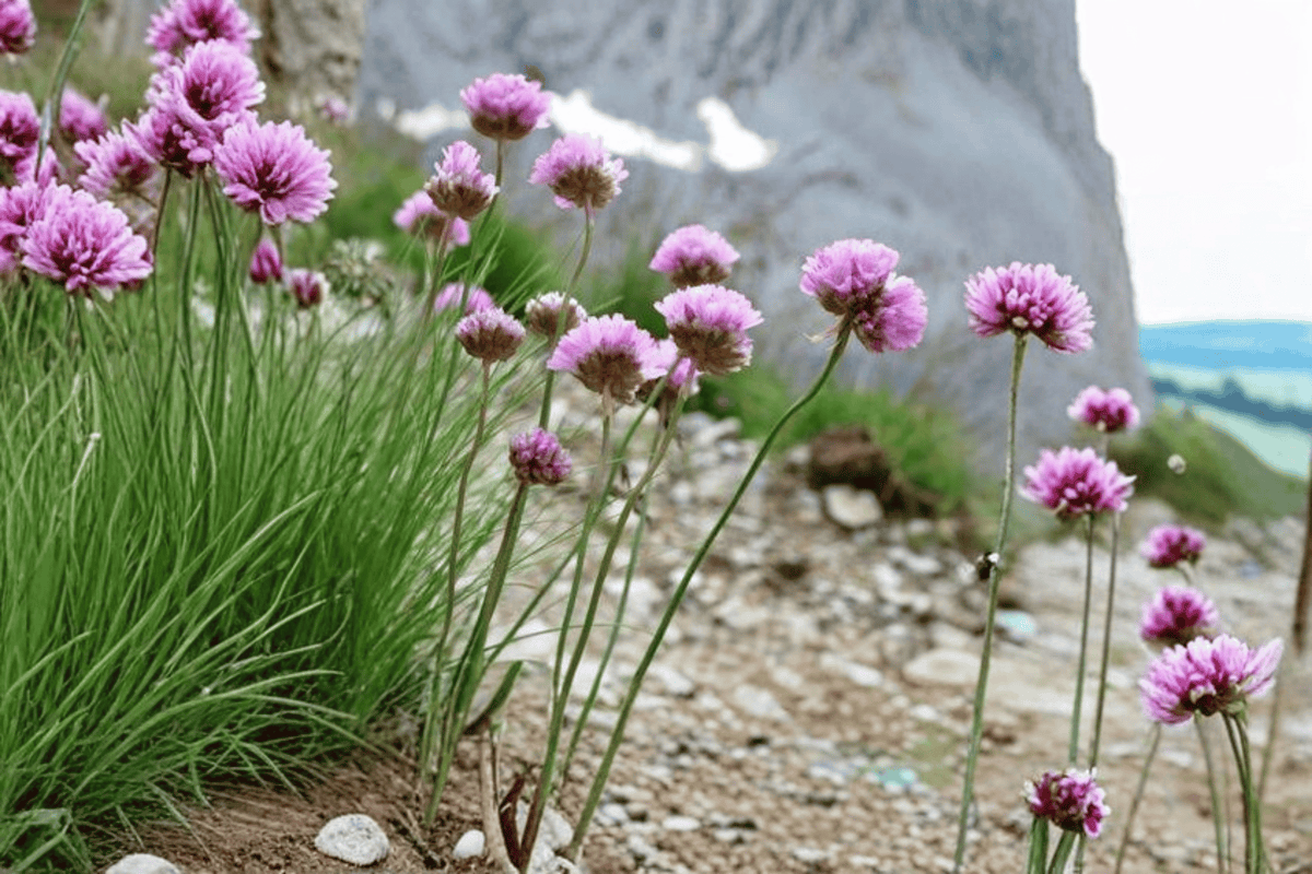 Thrift Sea Pink 1 Live Plant – 4-Inch Pot – Armeria alliacea