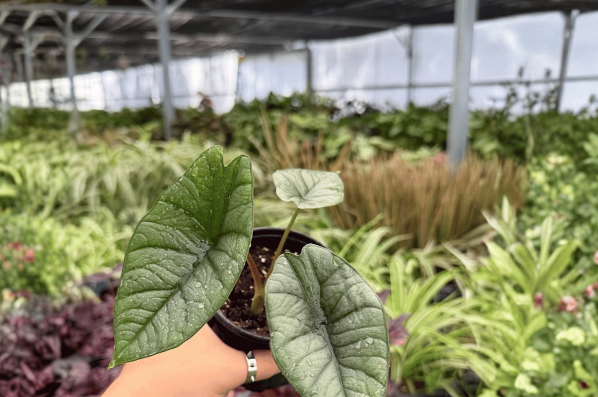 Alocasia Platinum ‘Bisma’ 2 Exact Live Plants – 4-Inch Pots – Alocasia ‘Bisma’