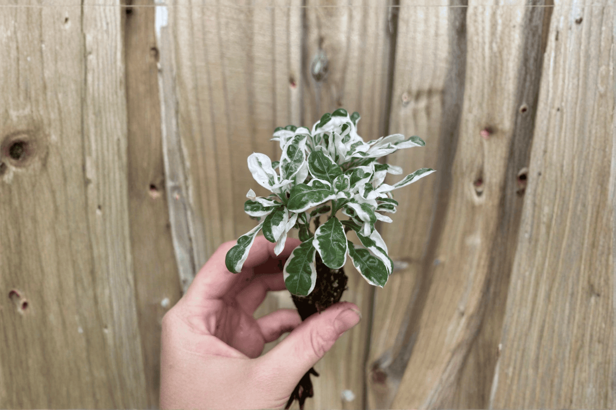 2 Alternanthera 'Snow Queen' Starter Plants – Bare Root – Alternanthera 'Snow Queen'