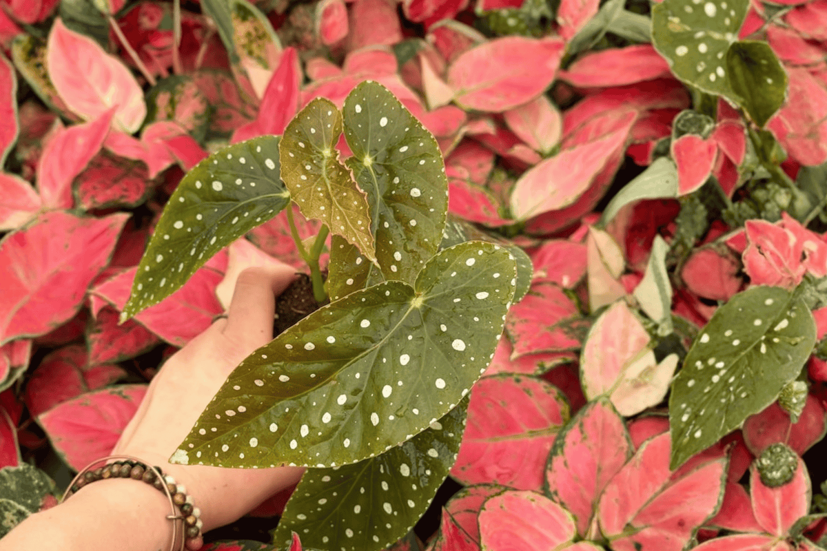 Begonia Harmony’s Angel Messenger 2 Exact Live Plants – Begonia ‘Harmony’s Angel Messenger’ 4” Bare Root