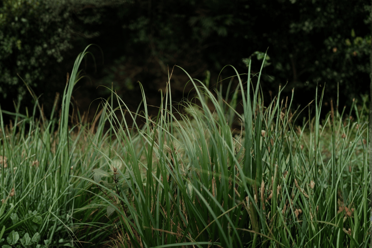 Ribbon Falls Sedge 1 Live Plant – 1-Gallon Pot – Carex ‘Ribbon Falls’