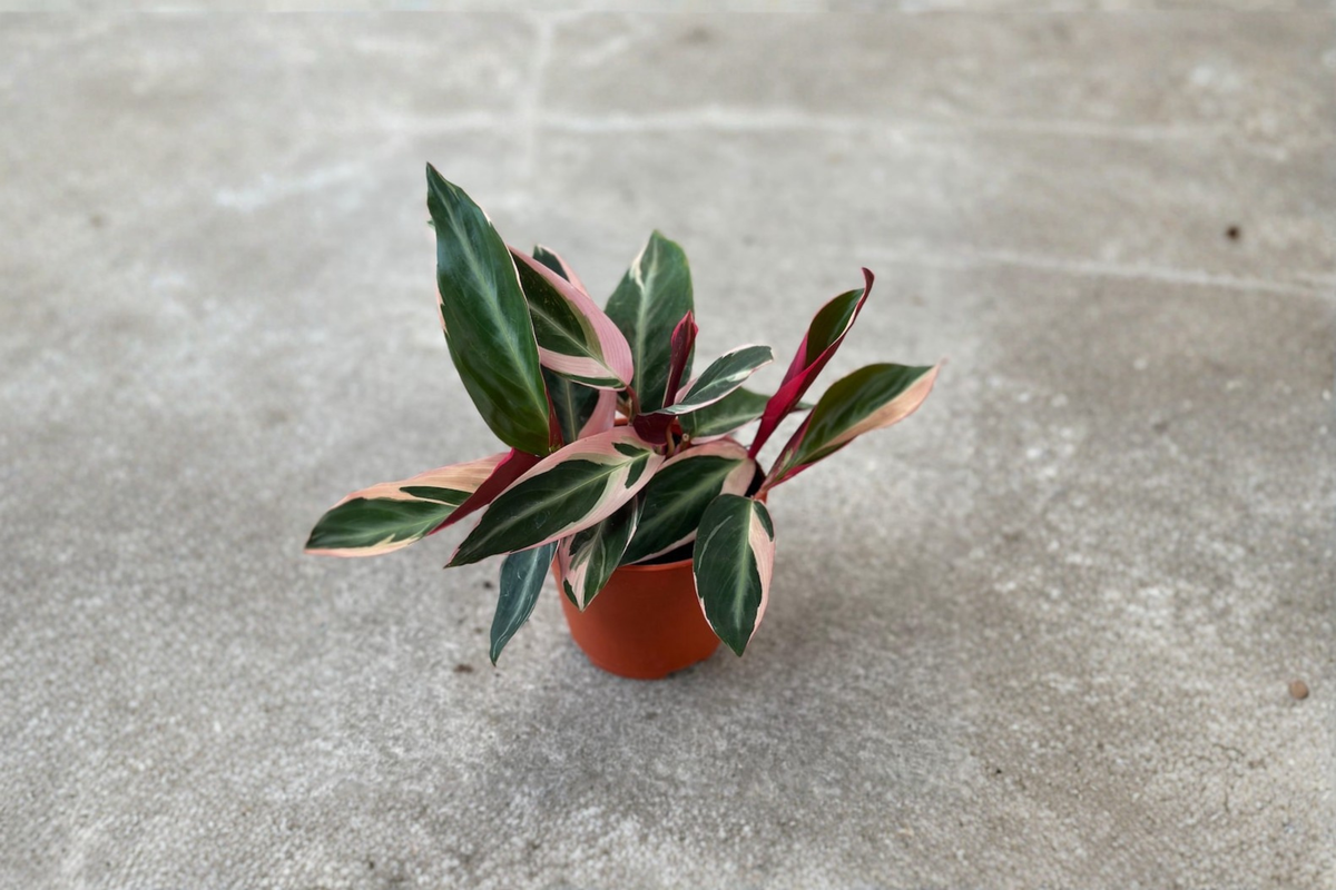 Stromanthe Triostar Live Plant 2 Inch Pot Variegated Tropical Houseplant Rooted Starter