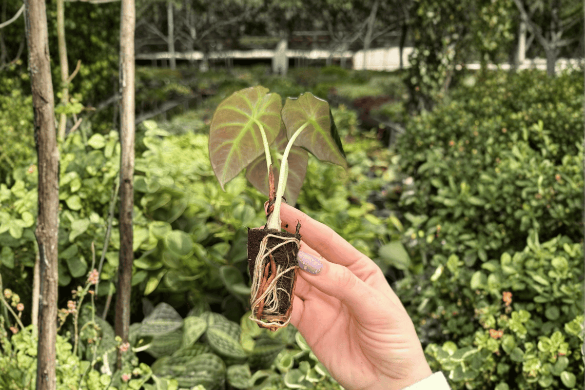 Alocasia Black Velvet – 2 Exact Live Starter Plants, 2-Inch Cultivation Size – Alocasia reginula