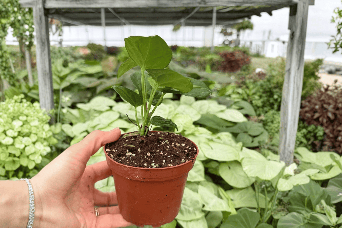 Anthurium Xone x Goliath 2 Exact Live Plants – 4-Inch Pots – Anthurium Hybrid