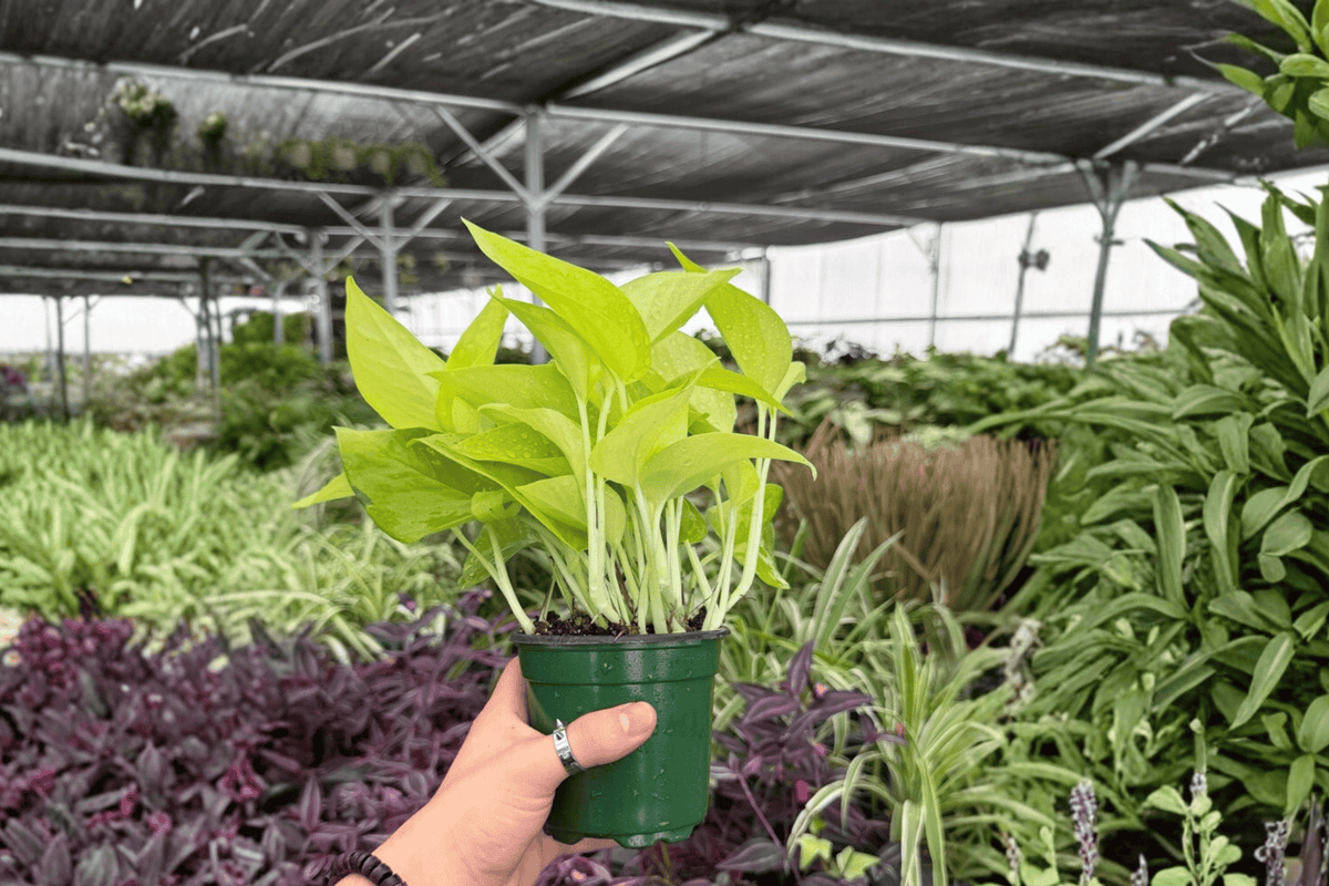 2 Neon Pothos Exact Live Plants – Epipremnum aureum ‘Neon’ in 4” Pots