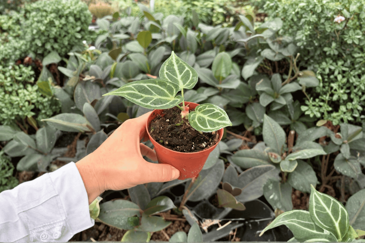Anthurium Dorayaki × Carla 2 Exact Live Plants – Anthurium Hybrid 4” Size Bare Root