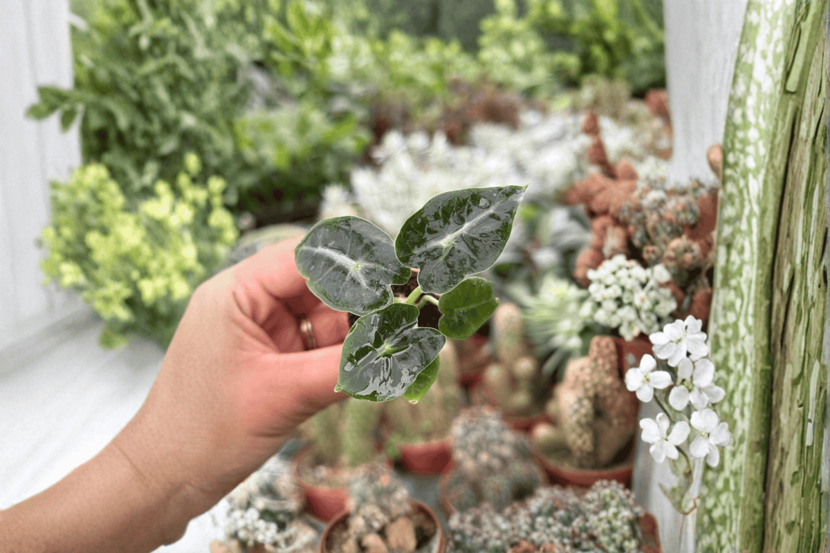 2 Alocasia 'Mandalay' Starter Plants – Live Tropical Aroid Houseplants