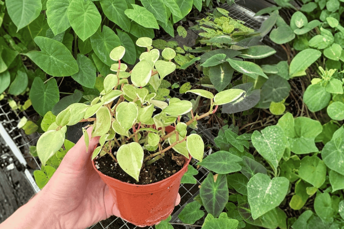 Variegated Cupid Peperomia 2 Live Plants – 4-Inch Pots – Peperomia scandens ‘Variegata’