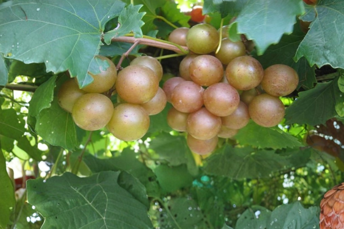 Fry Scuppernong Grape Vine Live Plant 1 Gal – Muscadine Bronze Grape for Home Vineyard, Trellis, Edible Fruit, Vitis rotundifolia
