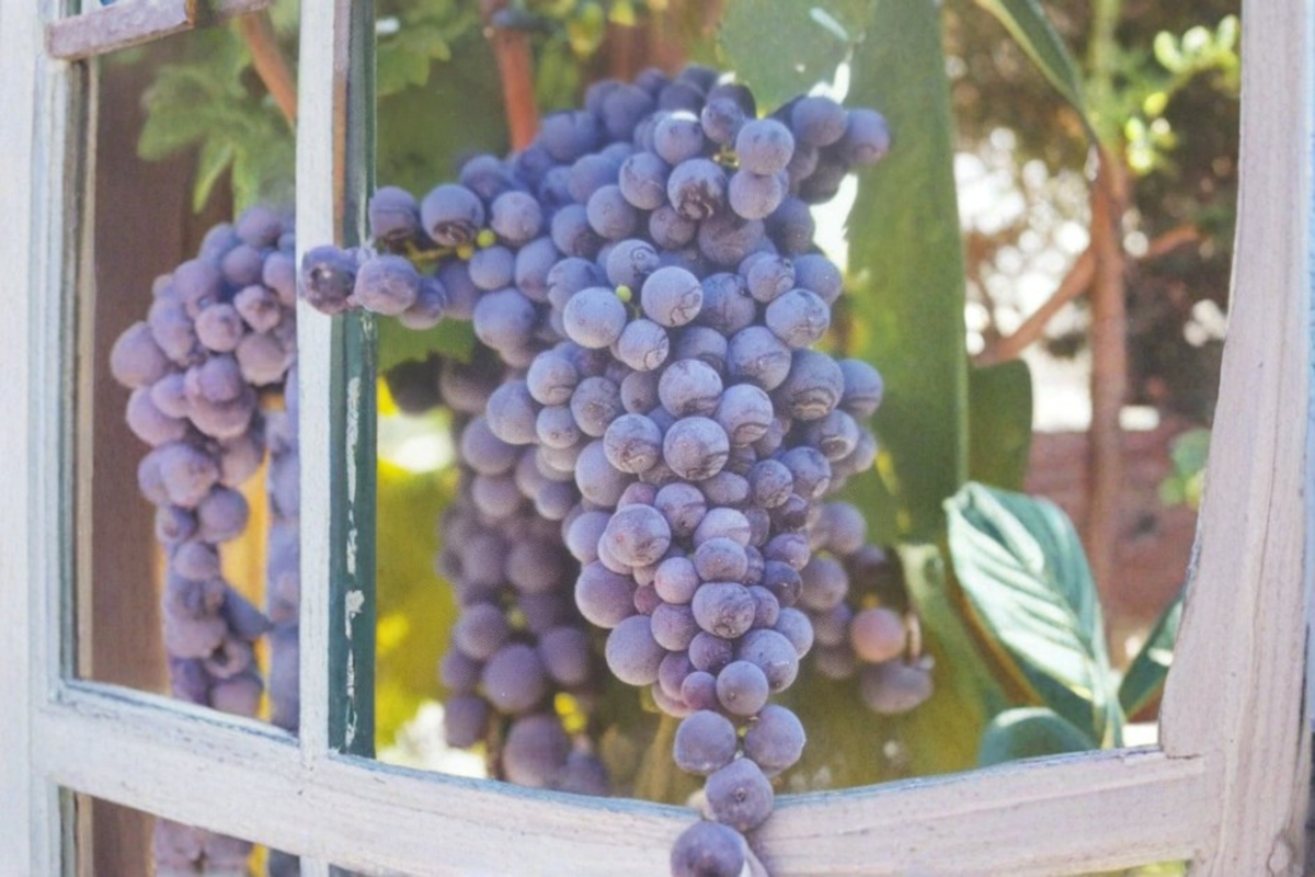 Fredonia Grape Vine Live Plant, 2 Gallon, Blue-Black Fruit, Climbing Vining Plant for Garden and Vineyard, Vitis labrusca