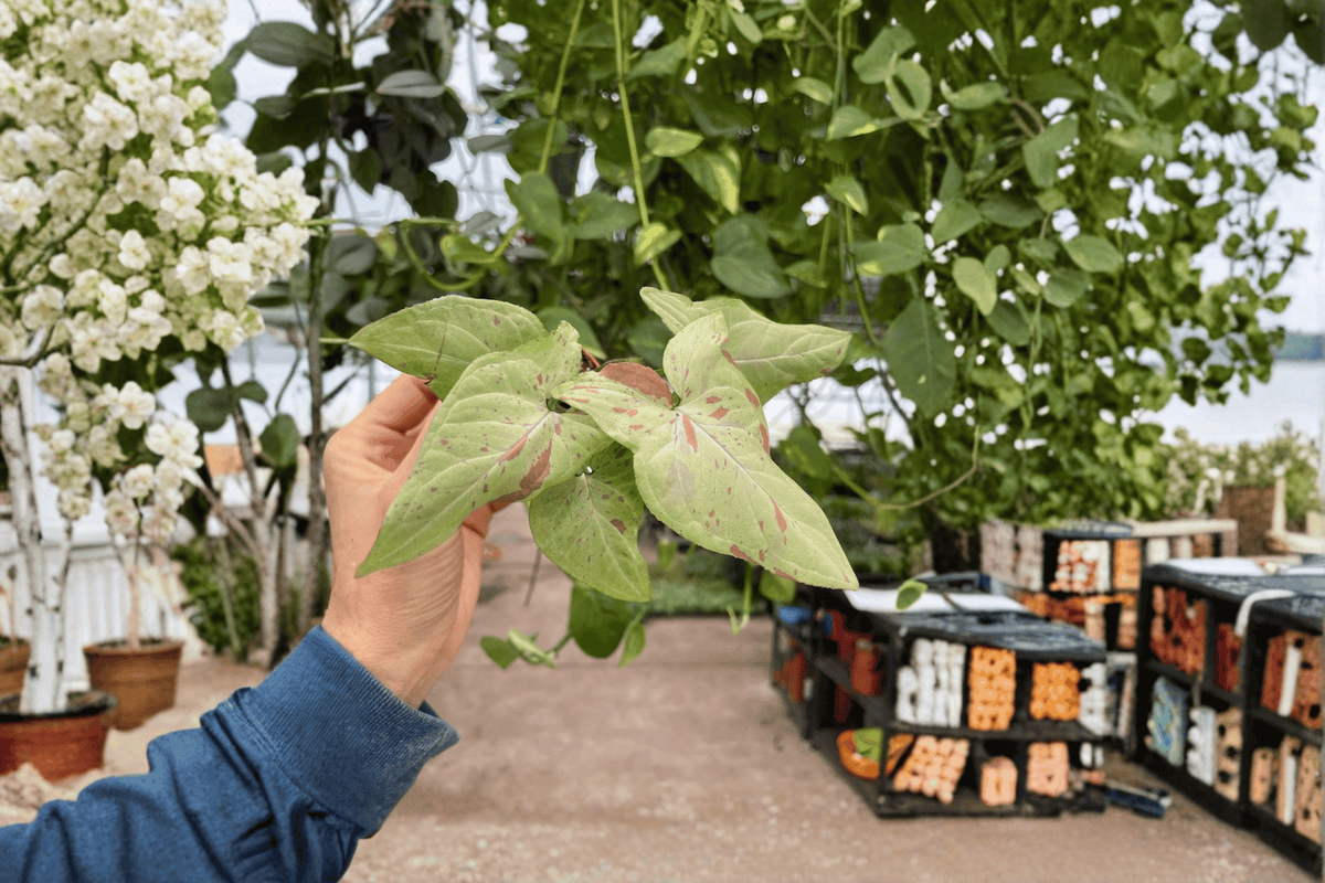 Syngonium Pink Salmon 2 Live Starter Plants – 2-Inch Pots – Syngonium podophyllum