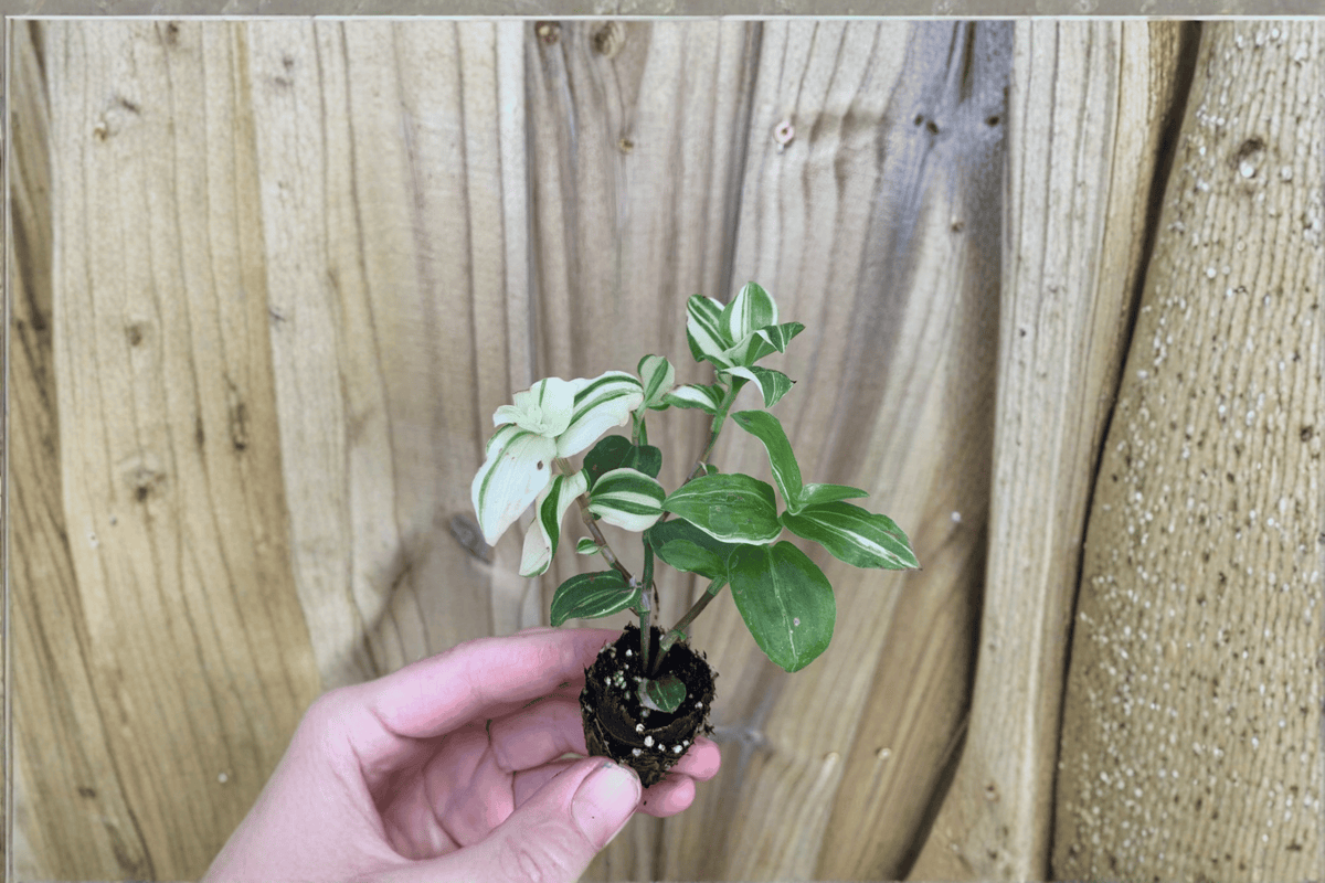 2 Tradescantia Green and Yellow Starter Plants Bare Root – Tradescantia spp.