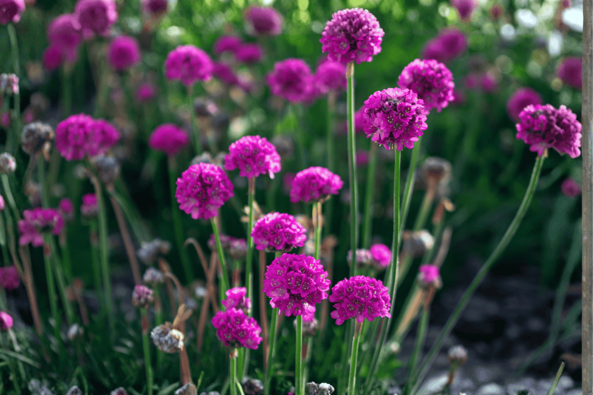 Nifty Thrifty Sea Thrift 1 Live Plant – 4-Inch Pot – Armeria maritima ‘Nifty Thrifty’
