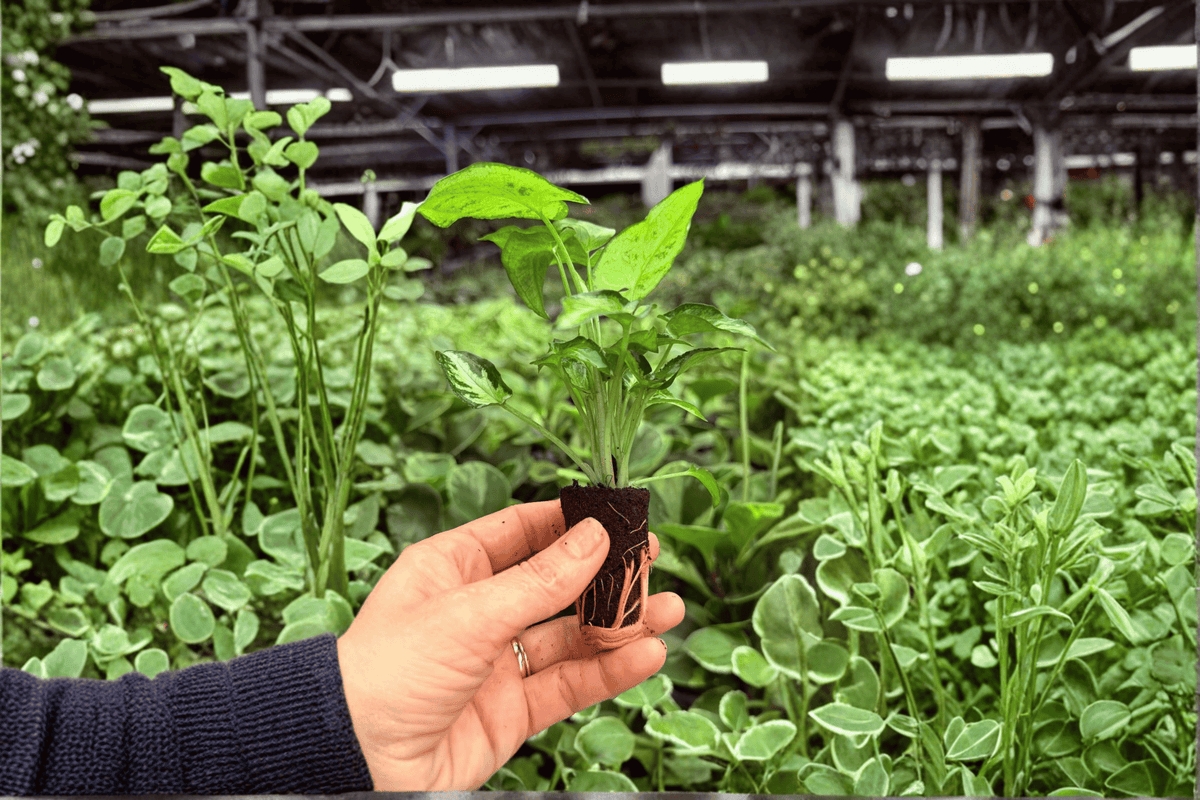 Syngonium Holly – 2 Exact Live Starter Plants, 2-Inch Size – Syngonium podophyllum ‘Holly’