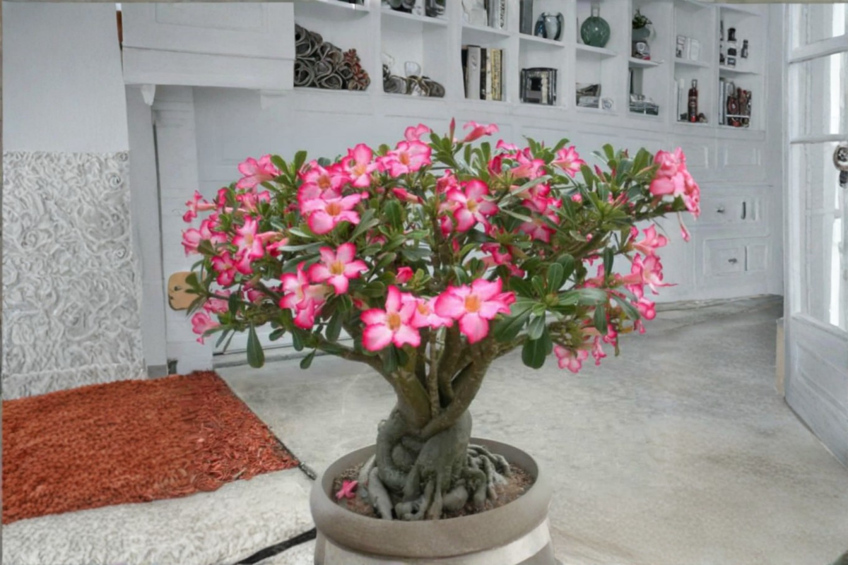 Desert Rose Seeds - Adenium Obesum - Ornamental Flowering Succulent for Indoor & Outdoor Gardens