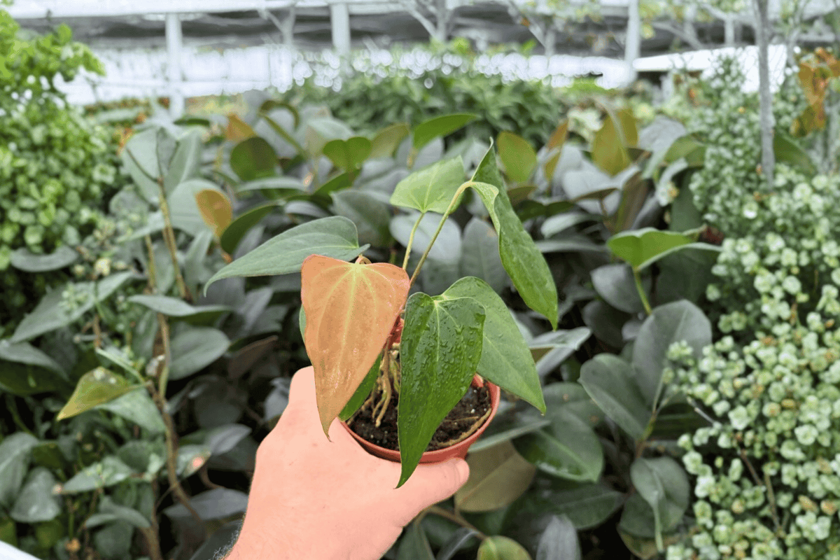 Anthurium Fort Sherman × Besseae – 2 Exact Live Hybrid Plants, 4-Inch Size – Anthurium Hybrid