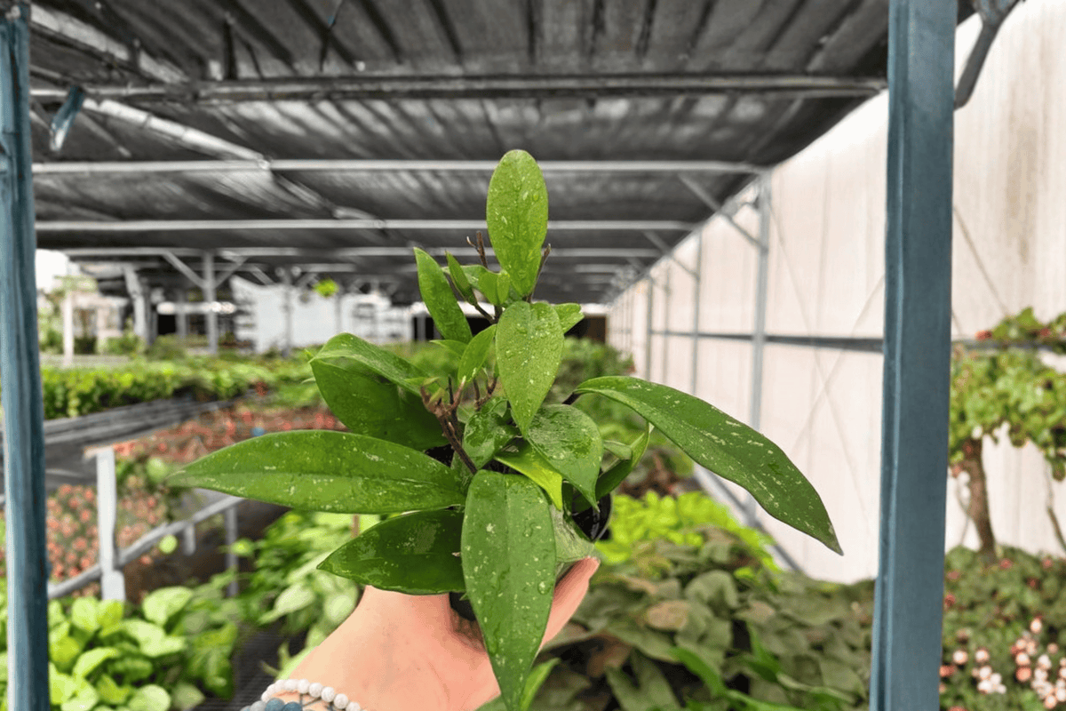 Hoya Pubicalyx Splash 2 Exact Live Plants – Hoya pubicalyx ‘Splash’ 4” Size Bare Root