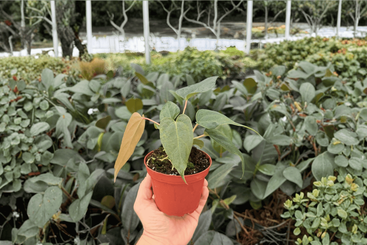 Anthurium Black Sweet × Portillae 2 Exact Live Plants – Anthurium Hybrid 4” Size Bare Root