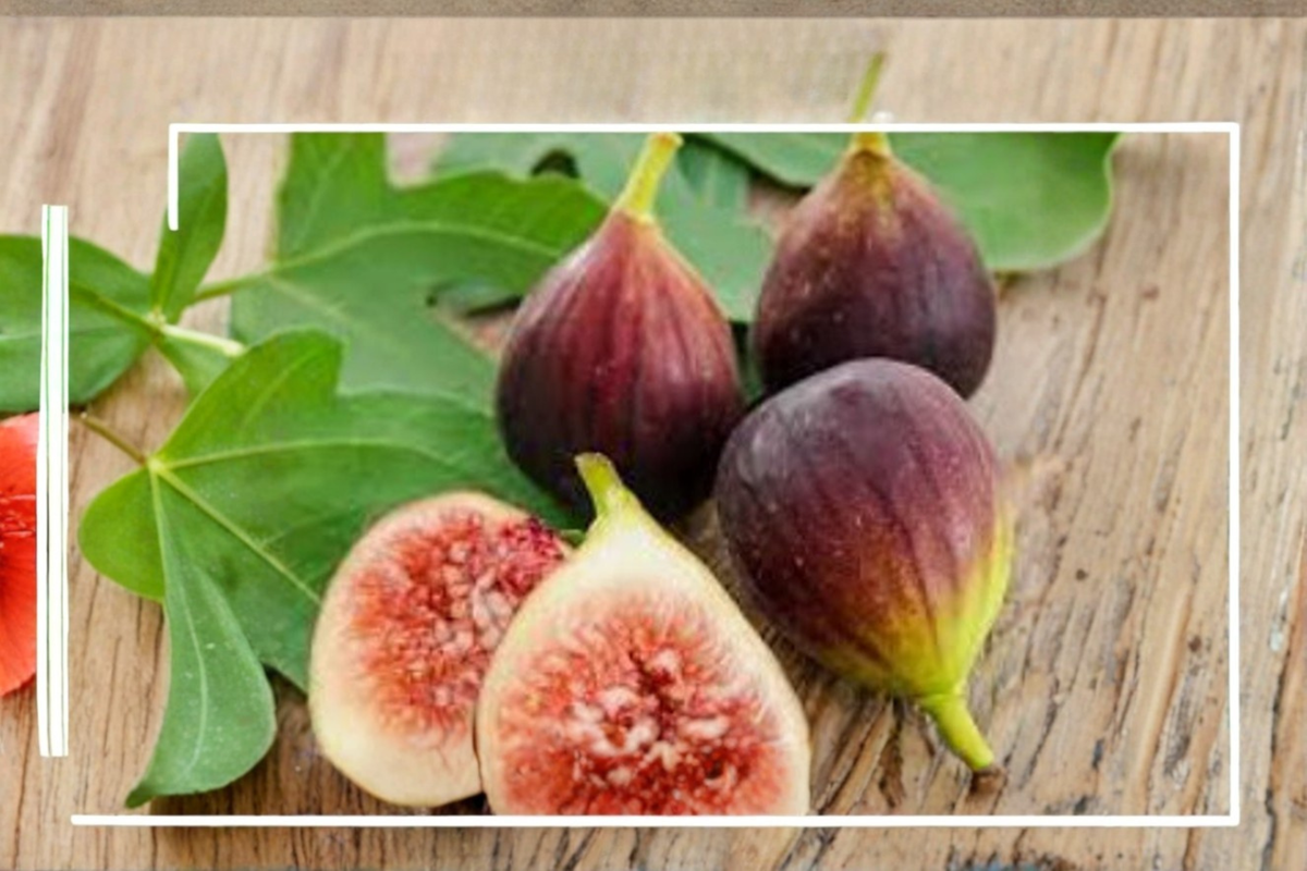 Black Mission Fig Seeds Sweet Fruit Tree Indoor Outdoor Container Gardening 30 Seeds