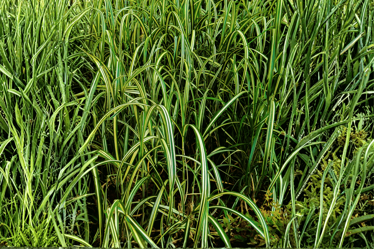 Everlime Japanese Sedge 1 Live Plant – 4-Inch Pot – Carex oshimensis ‘Everlime’