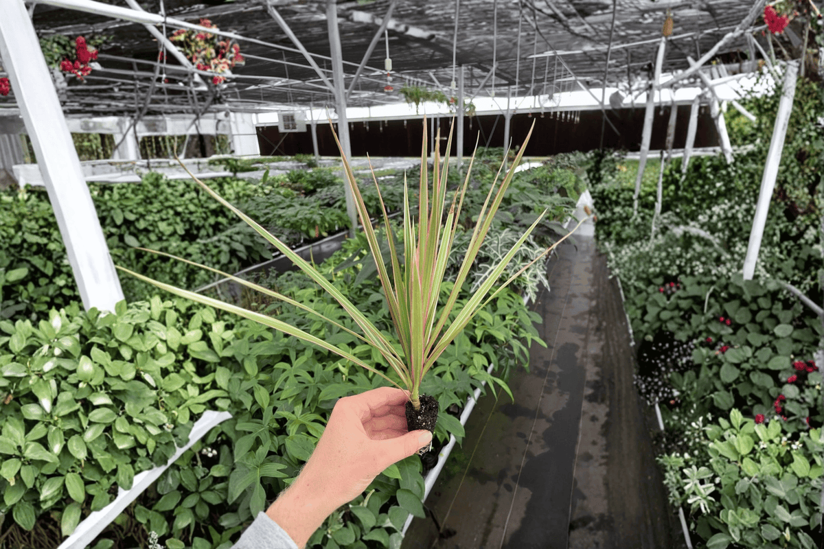 2 Dracaena Marginata 'Bicolor' Starter Plants – Bare Root – Dracaena marginata 'Bicolor'