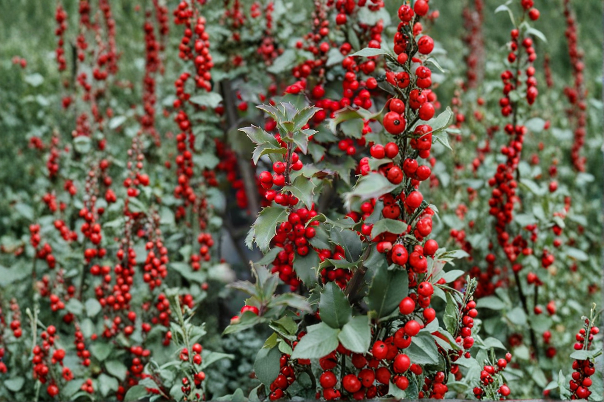 Blue Princess Holly Live Plant 1 Gallon Pot – Ilex × meserveae 'Blue Princess' Evergreen Shrub for Landscaping and Hedges