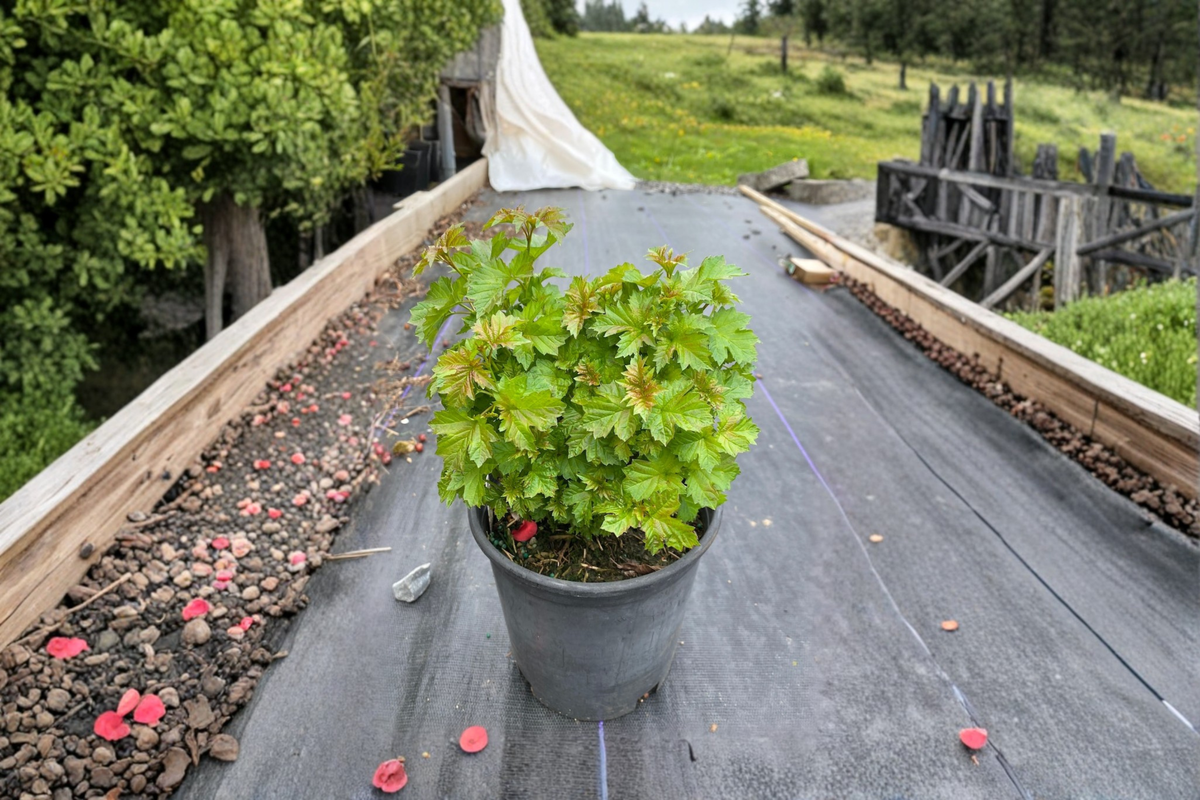 Dwarf European Snowball Viburnum Nanum Live Plant 1 Gallon Compact Green Shrub for Low Hedge & Garden Landscaping