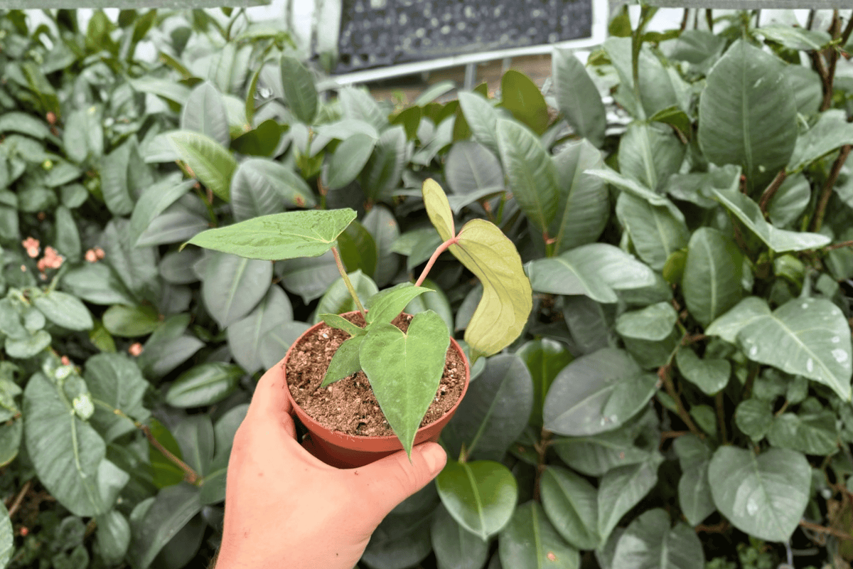 Anthurium Blue Papi × Dark Phoenix 2 Exact Live Plants – Hybrid 4” Size Bare Root