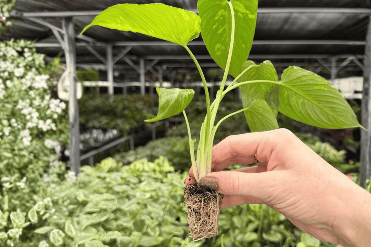 2 Exact Schismatoglottis Scortechinii Starter Plants – Borneoa scortechinii