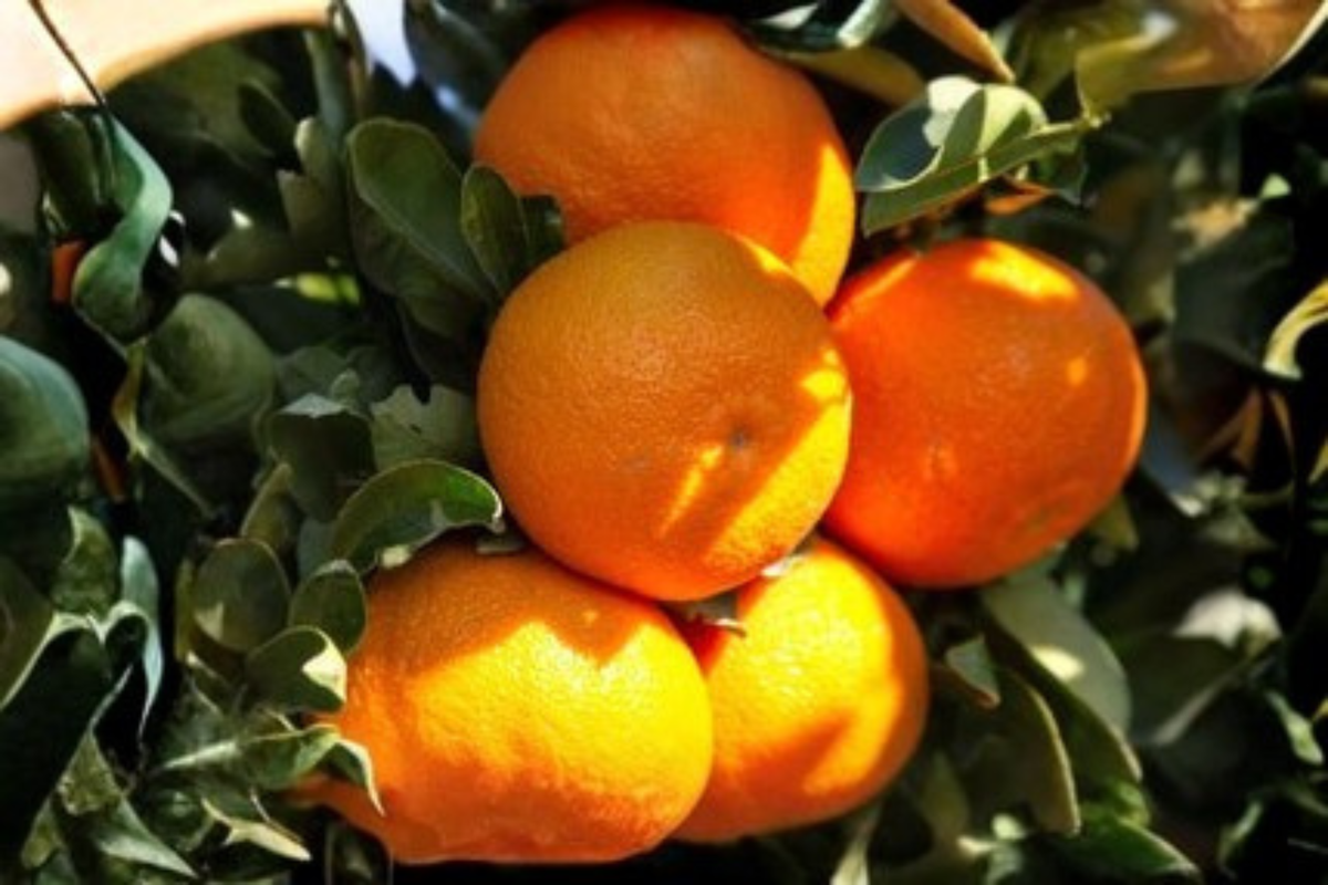 Hamlin Orange Tree Live Plant 1 Gallon Sweet Orange Citrus Tree Early Season Fruit Tree Container Garden Plant