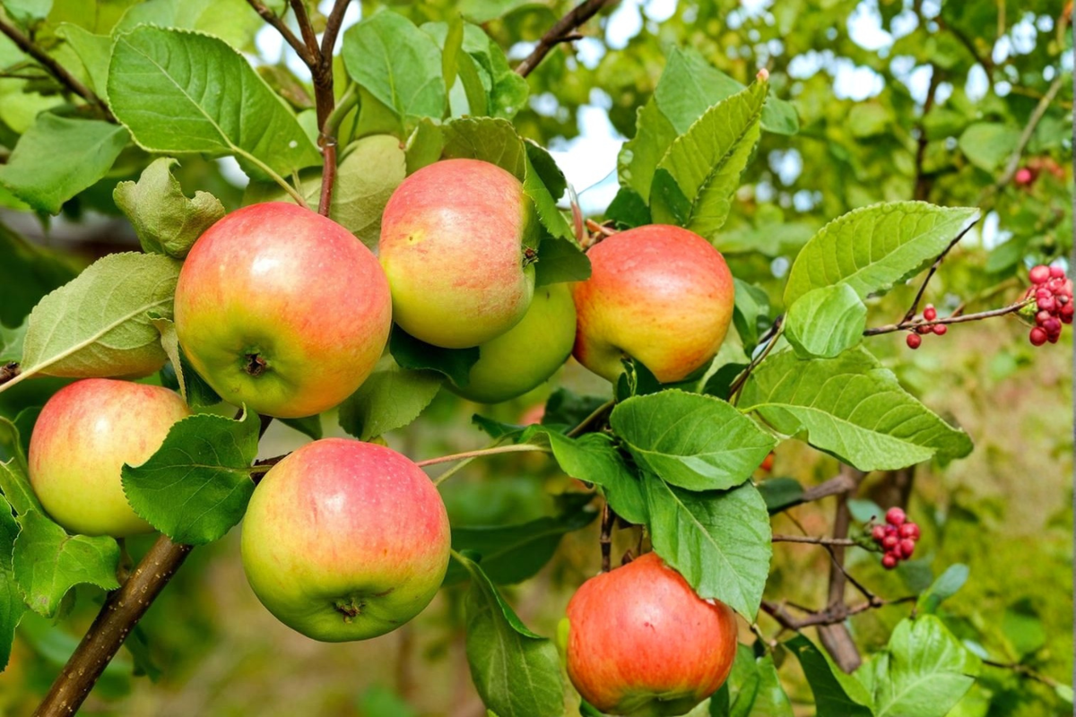Anna Apple Tree Live Plant 4–6 Ft Fruit Tree, Apple Tree for Garden Orchard, Deciduous Fruit Bearing Tree