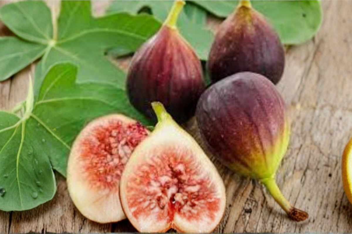 Little Miss Figgy Dwarf Fig Seeds – Compact Edible Fruit Tree for Containers & Outdoors, Ficus carica
