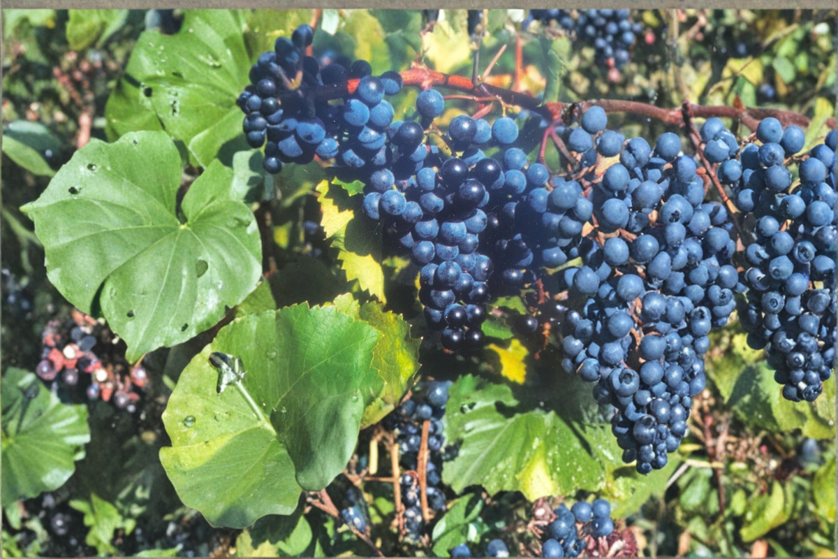 Concord Grape Vine Live Plant 2 Gallon – Vitis labrusca, Purple Fruit Vine for Garden, Trellis, Vineyard