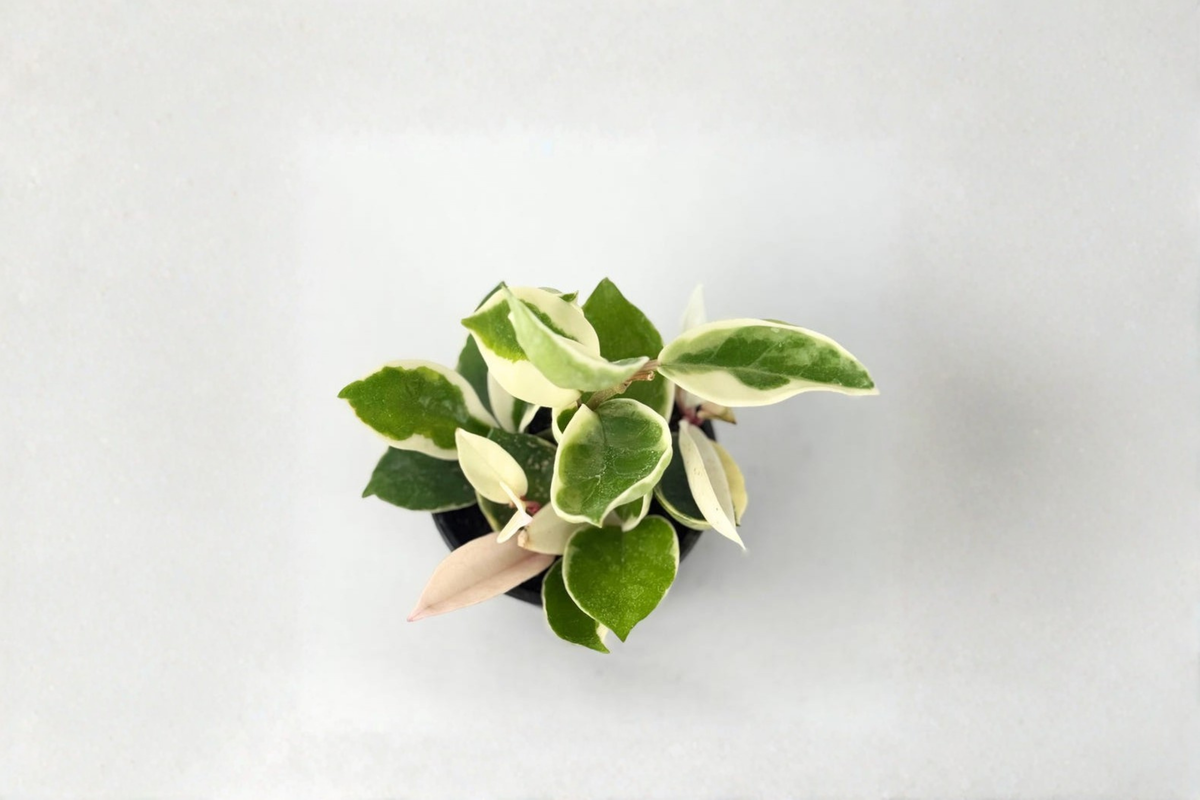 Hoya Krimson Queen Live Plant Variegated Hoya Carnosa 2 Inch Pot Indoor Houseplant Starter