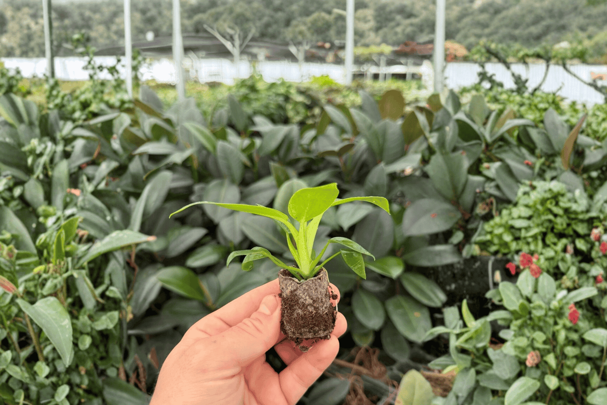 Philodendron Fat Boy 2 Exact Starter Plants – Philodendron ‘Fat Boy’ 2” Size Bare Root