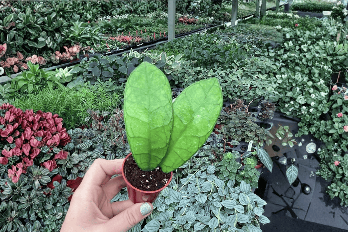 Hoya callistophylla 2 Live Starter Plants – 2-Inch Nursery Size – Hoya callistophylla