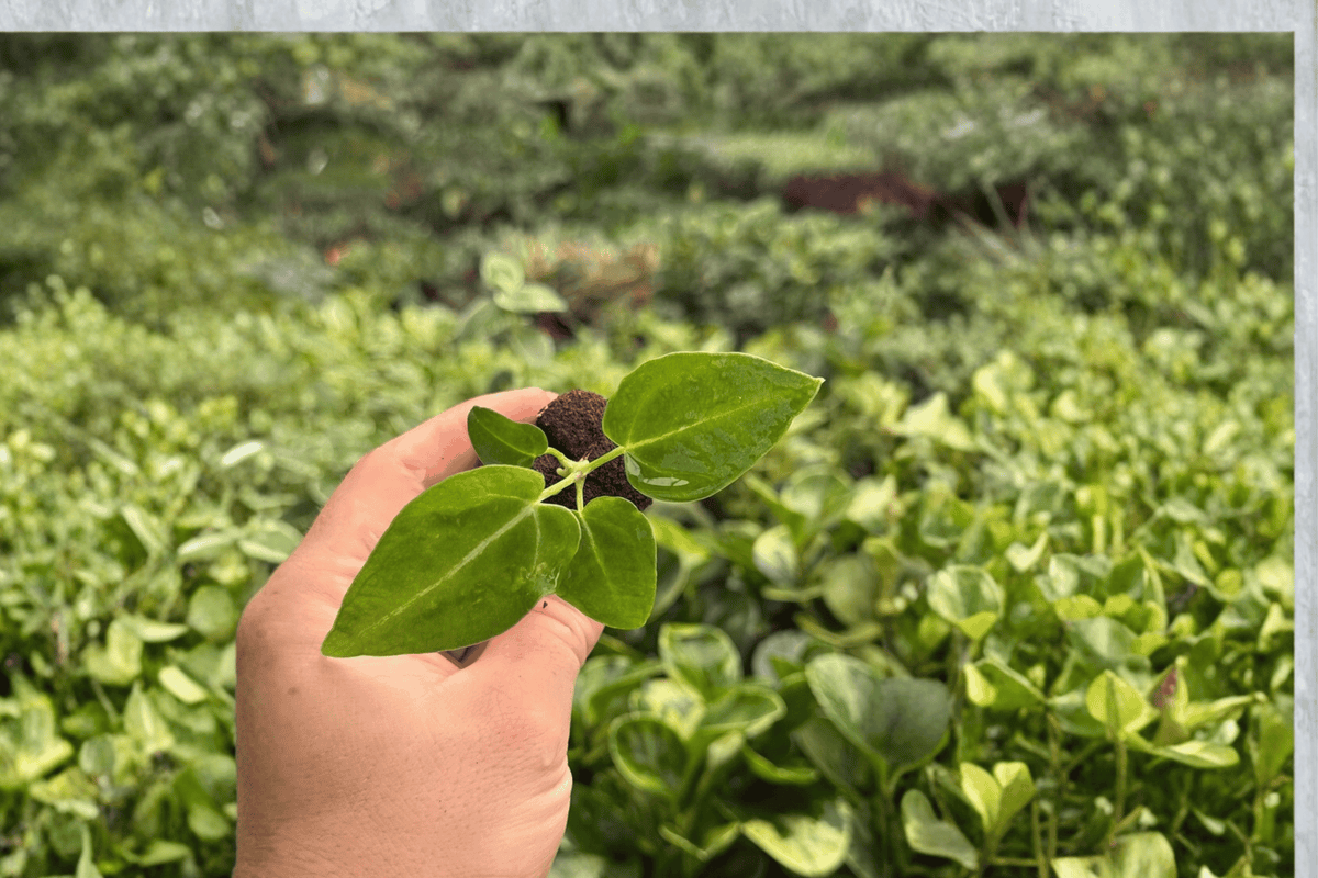 Anthurium Crystal x Magnificum Jakarta 2 Exact Live Starter Plants – Plug