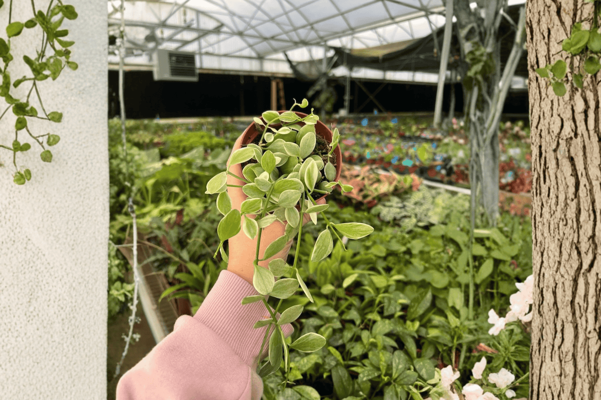 Variegated Dischidia Oiantha 2 Live Plants – 4-Inch Pot Format – Dischidia oiantha