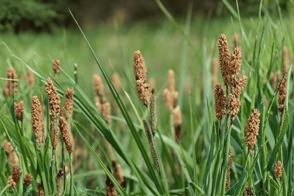 Chisai Clustered Field Sedge 1 Live Plant – 4-Inch Pot – Carex praegracilis ‘Chisai’
